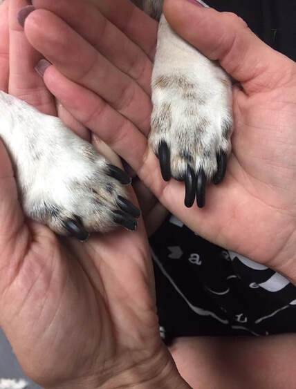 Nail trimming on small dog